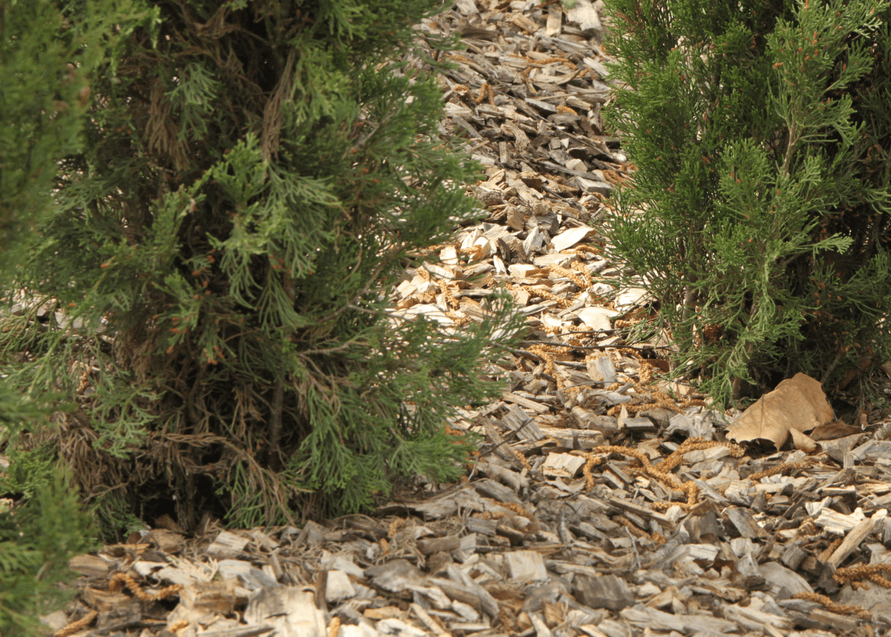Plaquettes forestières